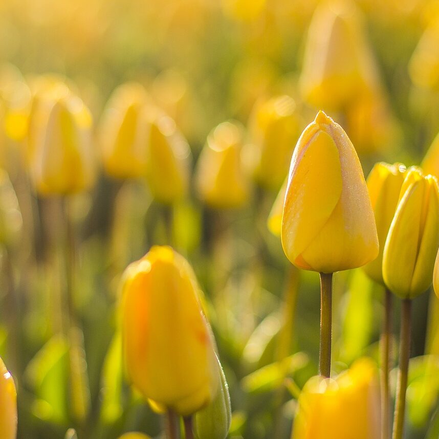 Photo by RobVanDerMeijden