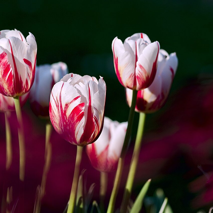 Photo by Albenheim